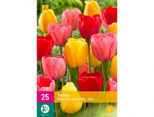 tulipes