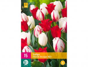 tulipe dutch