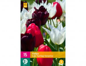 tulipe late spring