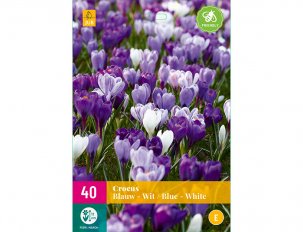 crocus bleus et blancs