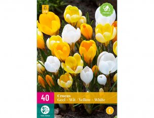crocus jaunes et blancs