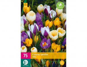 crocus variés