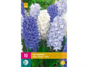 jacinthe bleue