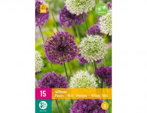 allium pourpre blanc