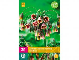 allium Siculum