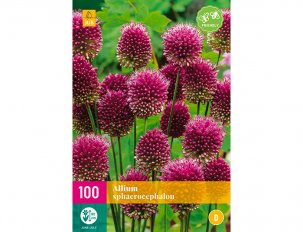 allium sphaerocephalon