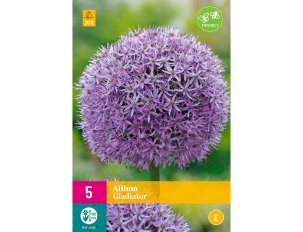 allium gladiator