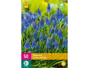 muscaris bleus