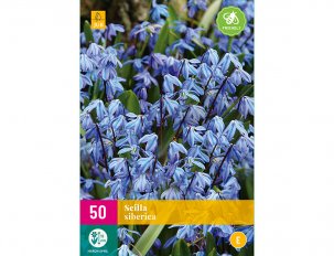 scilla bleus