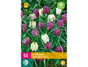 fritillaria meleagris