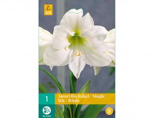 amaryllis blanche