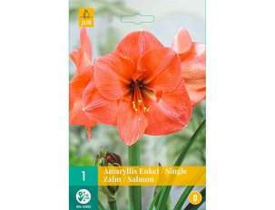 amaryllis saumon/orange