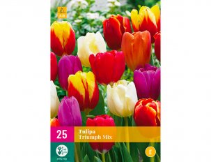 tulipes