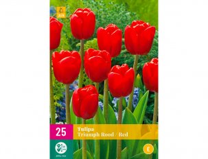 tulipe triumph rouge