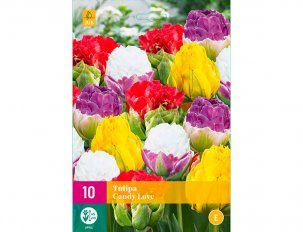 tulipe candy love