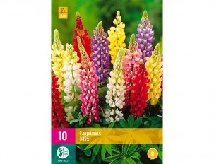 lupinus