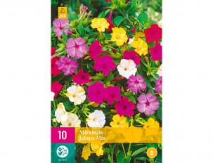 mirabilis belle de jour