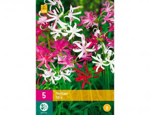 nerine