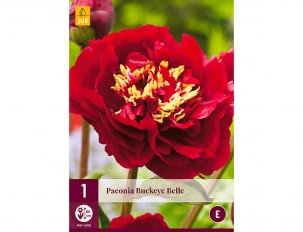 pivoine