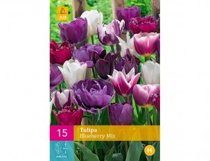 tulipes blueberry
