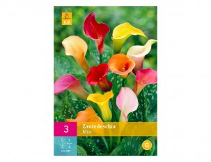 zantedeschia calla