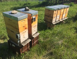 photo ruche apiculture