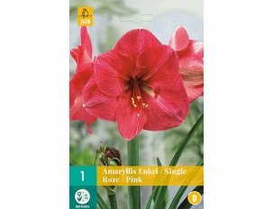 Amaryllis rose