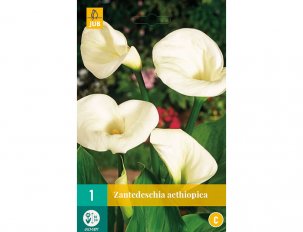 arum zantedeschia