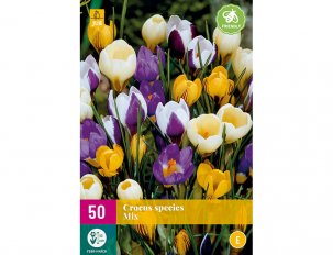 crocus variés