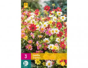 dahlia top mix