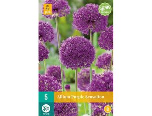 bulbes alliums purple sensation