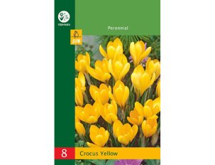 bulbes crocus jaunes