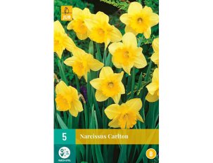 bulbes narcisses carlton
