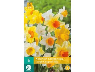 bulbes narcisses large cupped