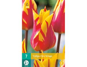 bulbes tulipes fire wings