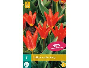 bulbes tulipes scarlet baby