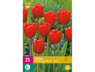 bulbes tulipes triumph red