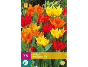 bulbes tulipes praestans mix