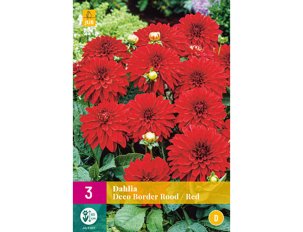 Dahlias Deco Border