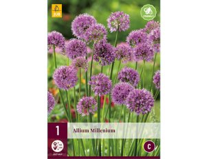 alliums millenium