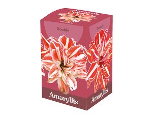 coffret cadeau Amaryllis double rouge/blanc