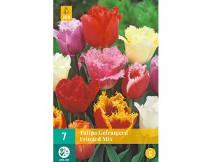 bulbes tulipes fringed mix