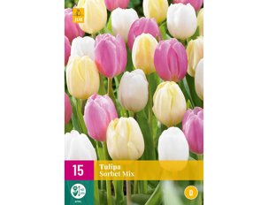bulbes tulipes sorbet