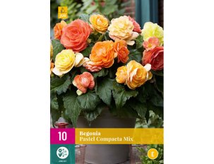 Begonia pastel mix