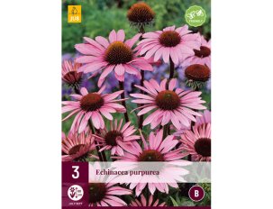 Echinacea pourpre