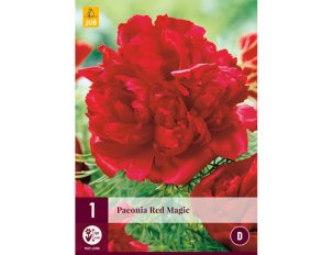 Pivoine rouge