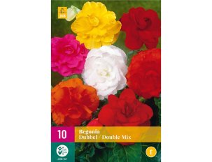 begonia mix