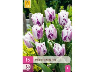 tulipes flaming flag