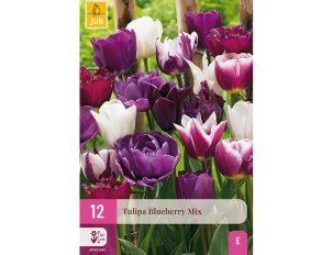 tulipes blueberry mix