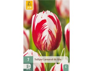 tulipes carnaval de rio